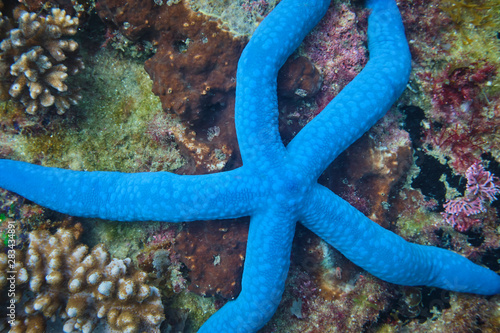 Blue starfish on some coral under the ocean