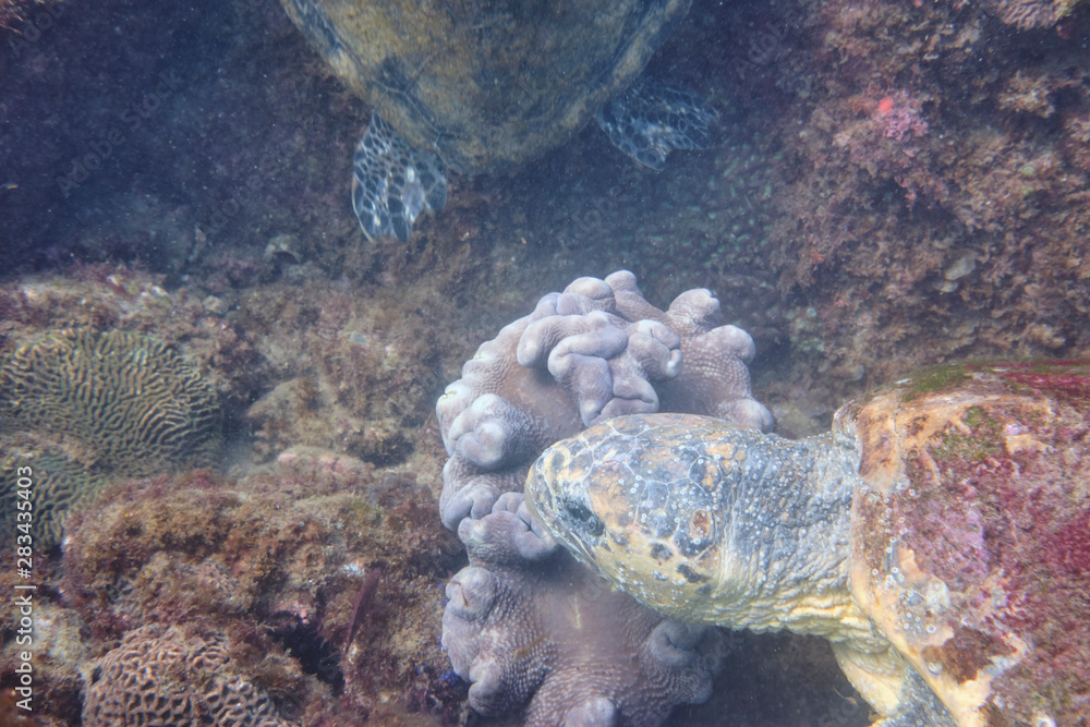 Close up of wild loggerhead turtle swimming