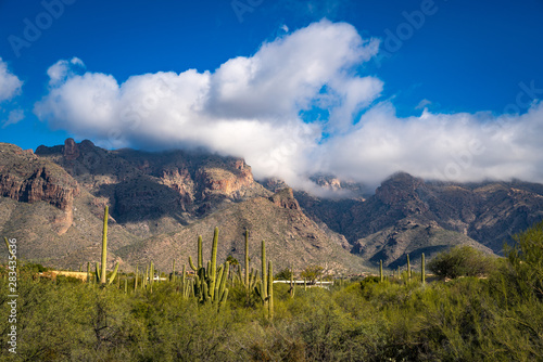 Saguaro Cactus on the Santa Catalina Mountains in Tucson, Arizona