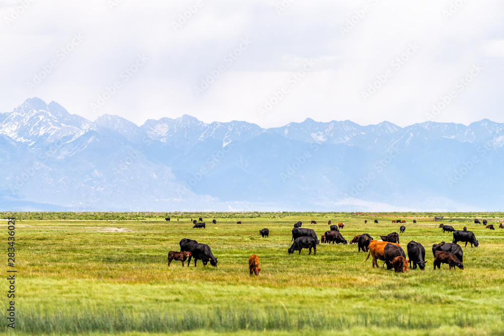 Colorado Highway 285 with rural farm pasture and cows near Center and Monte Vista and view of Rocky Mountains - obrazy, fototapety, plakaty 