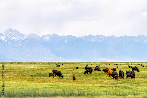 Colorado Highway 285 with rural farm pasture and cows near Center and Monte Vista and view of Rocky Mountains