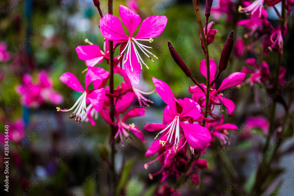 Fototapeta premium pink flowers in the garden