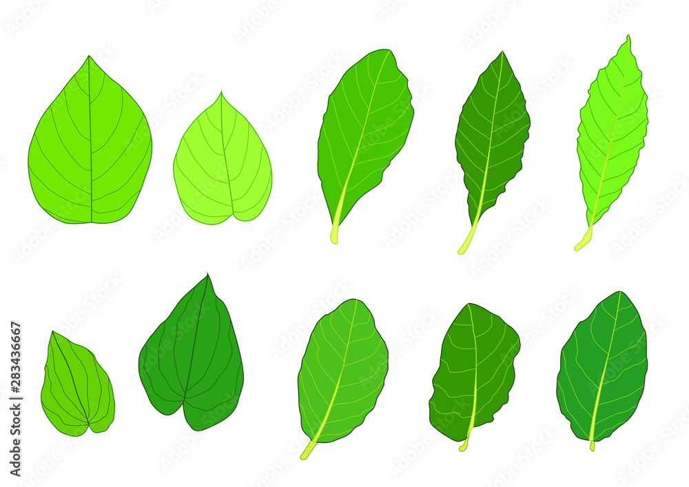 Green Leaves fresh abstract isolated on white background illustration vector Green Leaves fresh abstract isolated on white background illustration vector