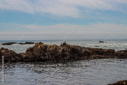 birds on rocks on coast