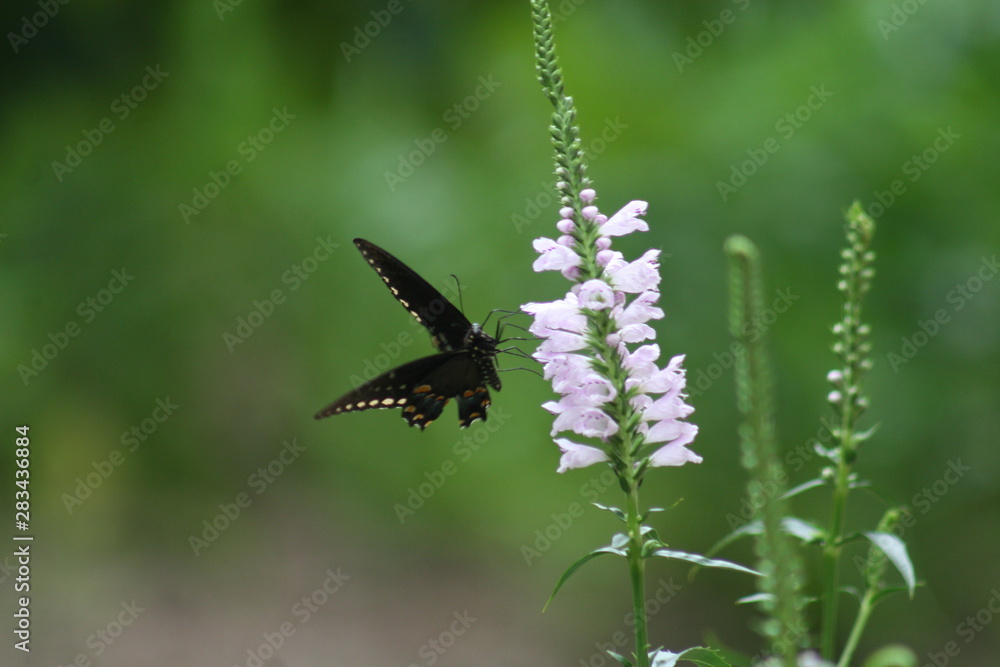 Eastern Black Swallowtail Butterfly 2019 
