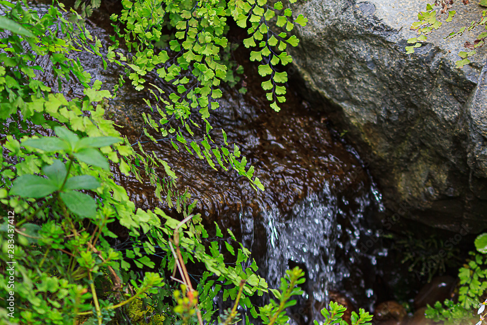 maiden hair fern overhanging small water fall and rocks maiden hair fern overhanging small water fall and rocks