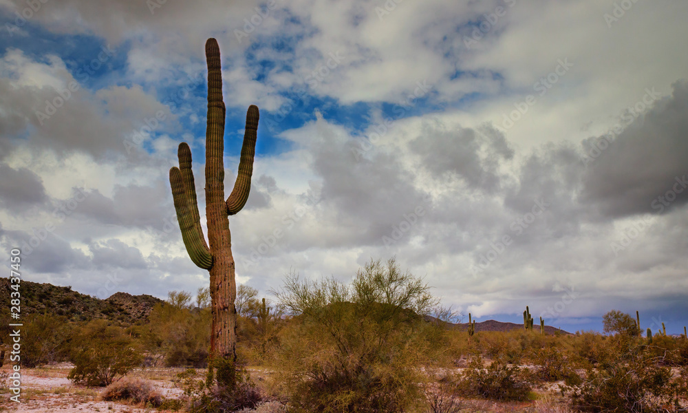 Saguaro cactus in mountains, Arizona desert