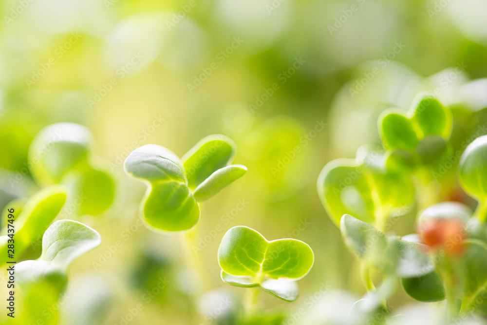 kaiware Daikon Sprouts, radish sprout kaiware Daikon Sprouts, radish sprout
