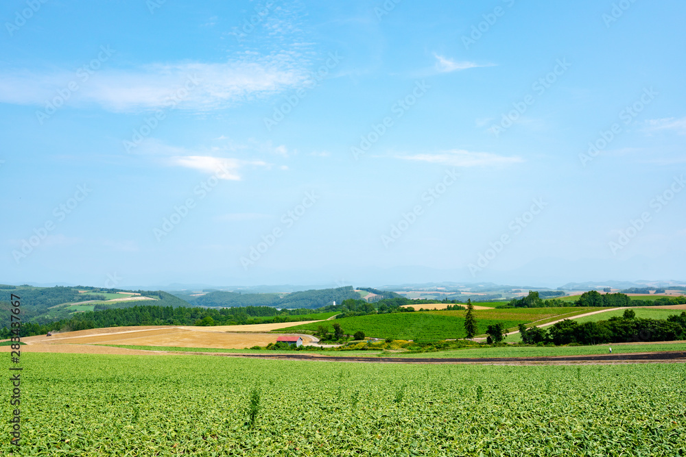 Panoramic view of Patchwork hill in background with blue sky during summer, Biei, Hokkaido, Japan