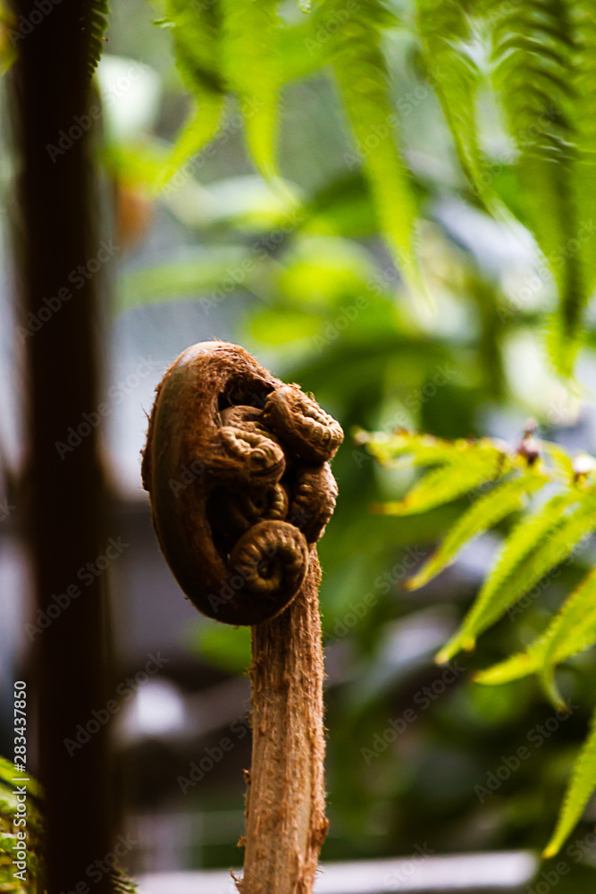 bright green fern fronds with one new stalk unferling its tendrals