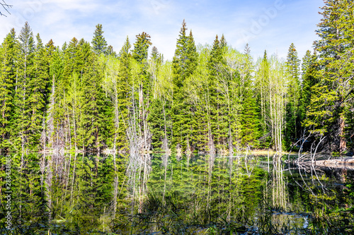 Pine tree forest reflection on lake water on Thomas Lakes Hike in Mt Sopris, Carbondale, Colorado with pond swamp