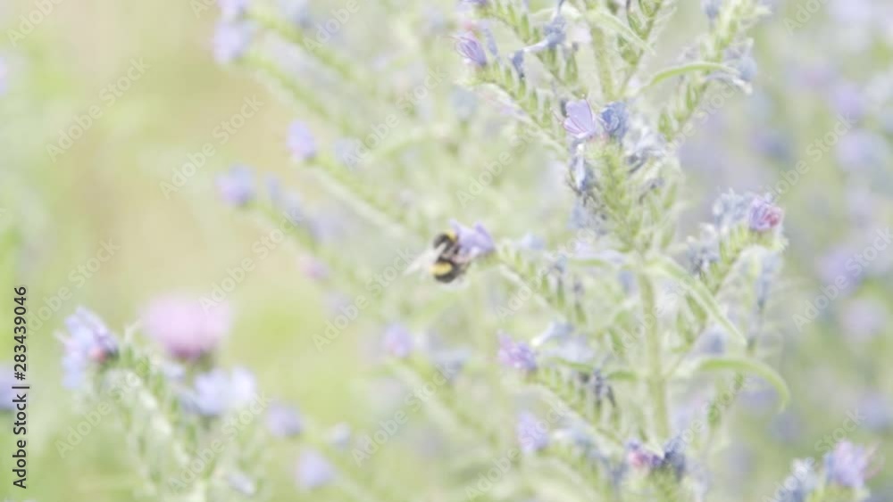 Bumble bee exploring a new flower