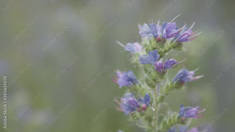 A beautiful flower in nature A beautiful flower in nature