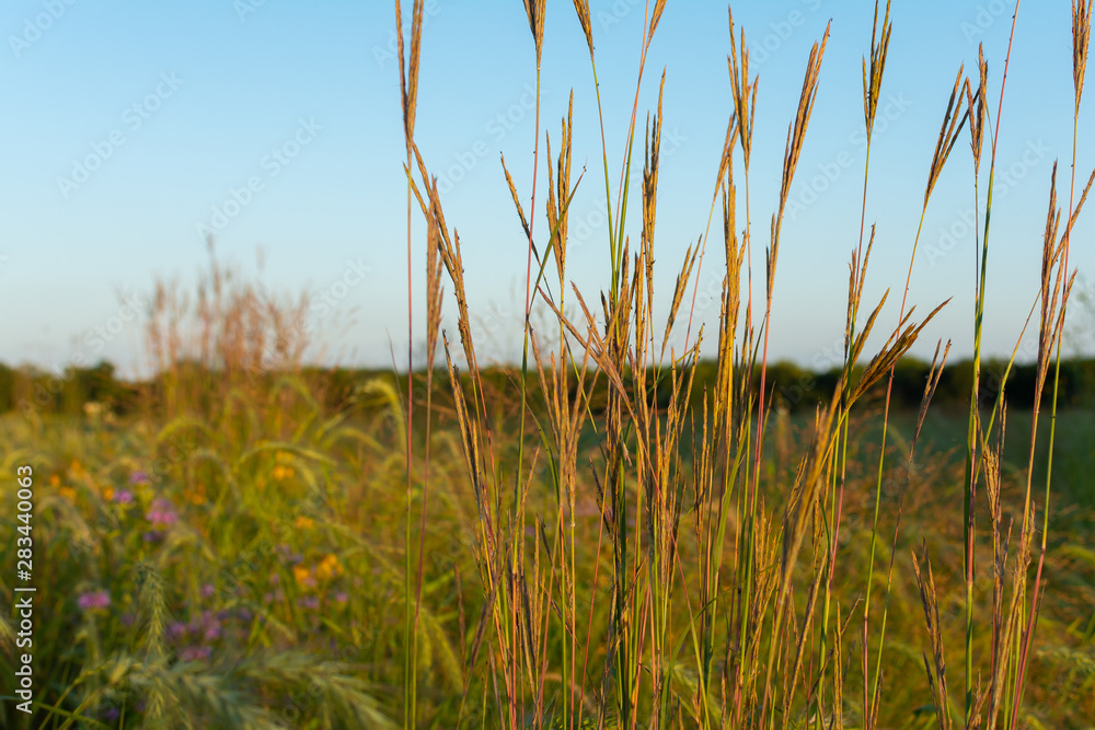 Fototapeta premium Summer Tallgrass