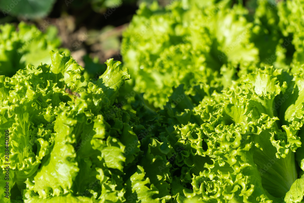 Lettuce farm. Green lettuce plants in growth at field. Eco farming Lettuce farm. Green lettuce plants in growth at field. Eco farming