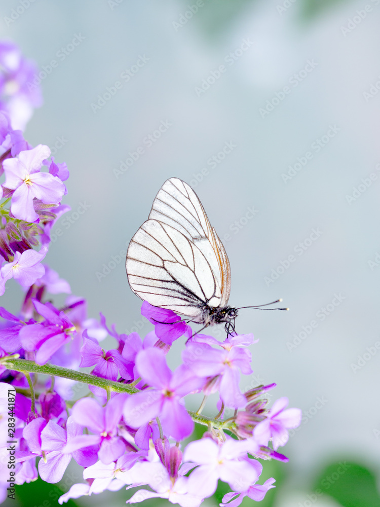 beautiful white butterfly on purple flowers flower beautiful white butterfly on purple flowers flower