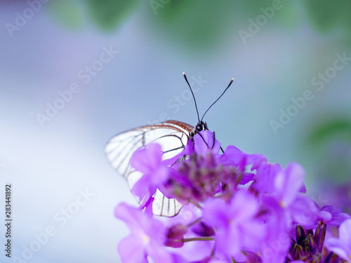 beautiful white butterfly on purple flowers flower
