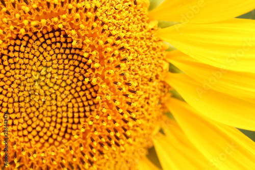 Beautiful blooming sunflower  closeup view