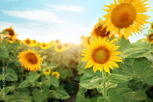 Fototapeta Naklejka Na Ścianę i Meble -  Beautiful sunflower field on summer day