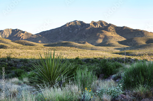 Agave Mountain