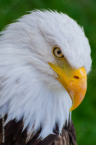 Bald Eagle looks down