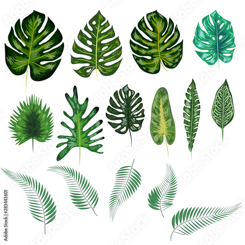 Fototapeta Naklejka Na Ścianę i Meble -  Beautiful hand drawn botanical illustration with tropical leaves