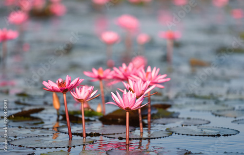 Pink water lily beautiful blooming in the lotus pond garden