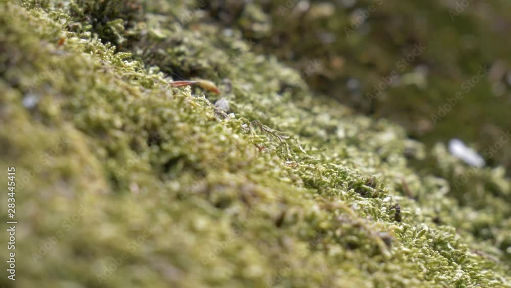 Slow motion pull focus moss on rock close up macro in mountains 4K Slow motion pull focus moss on rock close up macro in mountains 4K