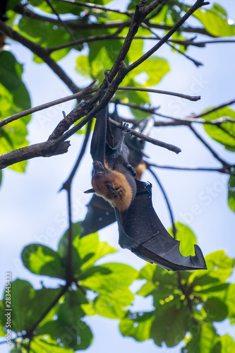 Lazy Sleepy Bats in Wat Pho Bang Klah, Thailand