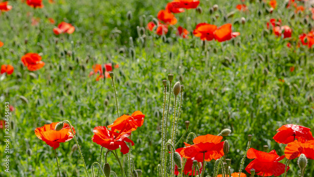 Red flower Papaver on green background in sunny day