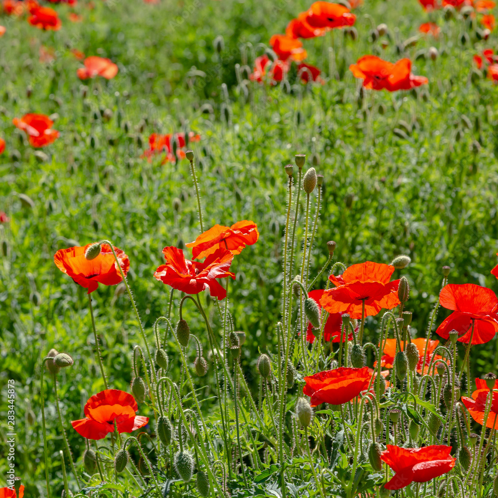 Fototapeta premium Red flower Papaver on green background in sunny day