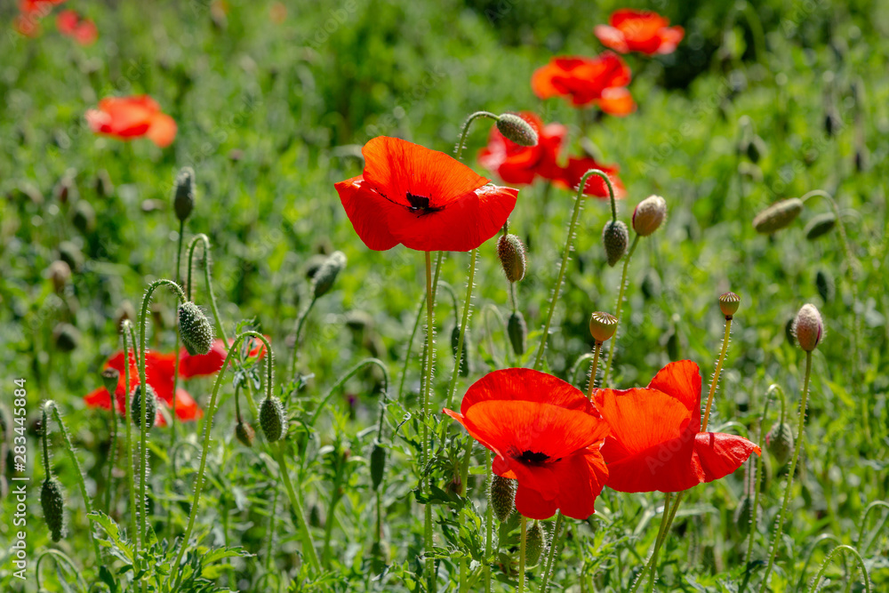 Fototapeta premium Red flower Papaver on green background in sunny day