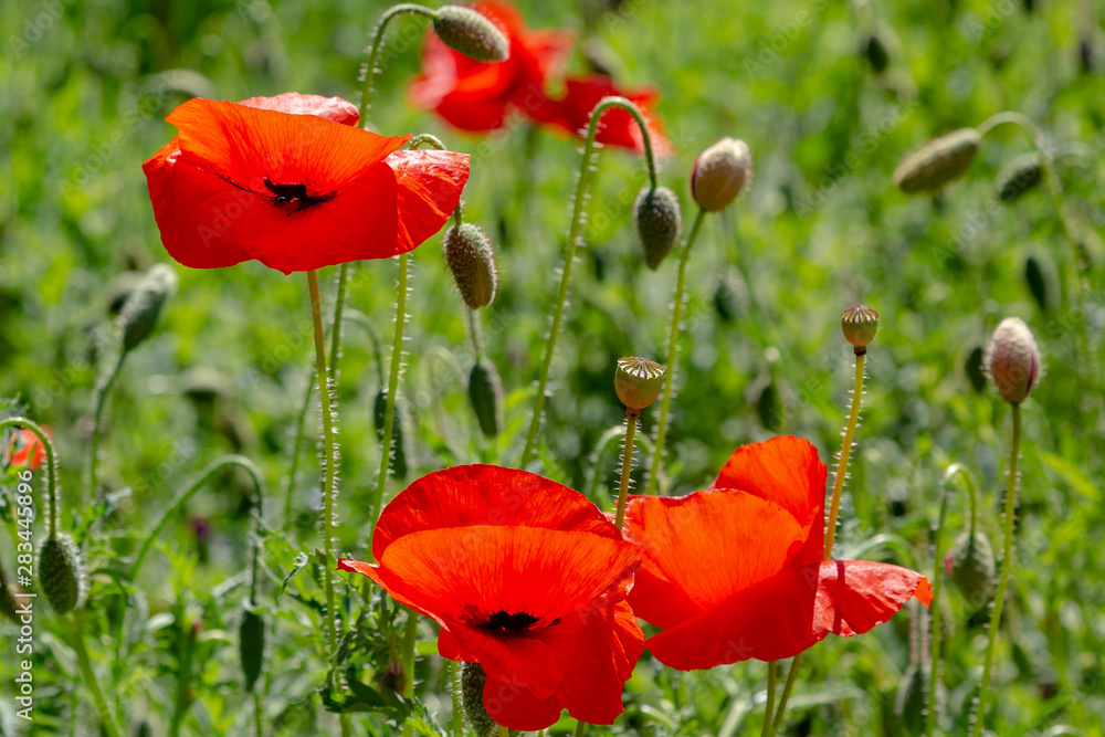 Fototapeta premium Red flower Papaver on green background in sunny day