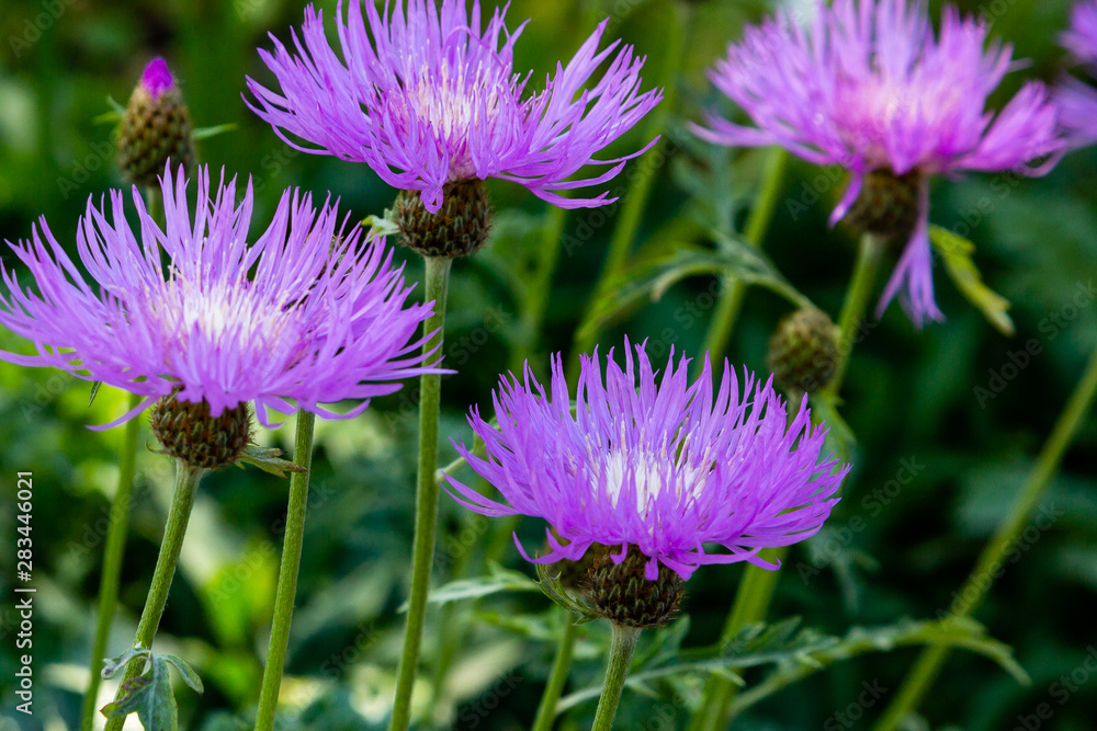 Obraz premium Purple flowers of Centaurea Salviifolia in garden. Floral summer background