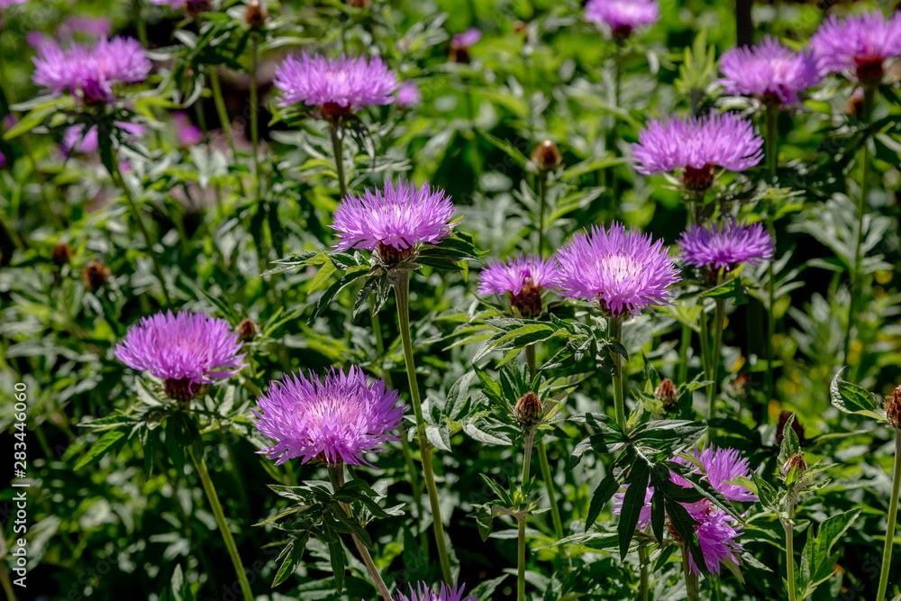 Fototapeta premium Purple flowers of Centaurea Salviifolia in garden. Floral summer background