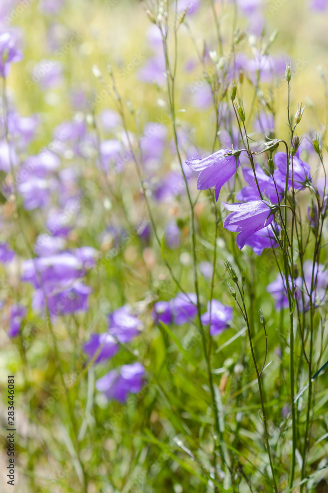 Wild campanula, forest bell in sunny day. Lovely soft summer background with blue flowers of Bluebells