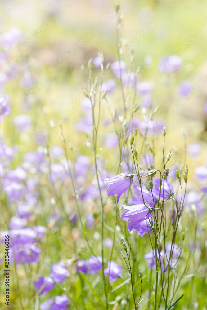 Wild campanula, forest bell in sunny day. Lovely soft summer background with blue flowers of Bluebells