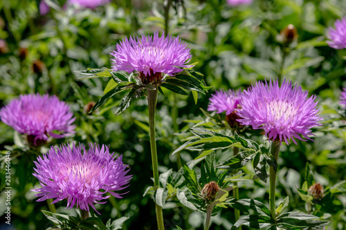 Purple flowers of Centaurea Salviifolia in garden. Floral summer background