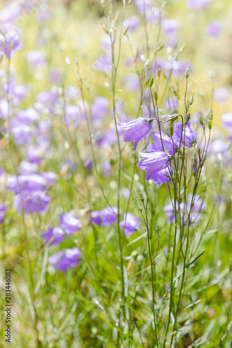 Wild campanula, forest bell in sunny day. Lovely soft summer background with blue flowers of Bluebells