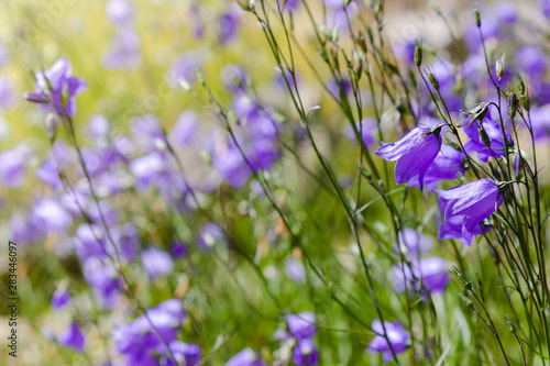 Fototapeta Naklejka Na Ścianę i Meble -  Wild campanula, forest bell in sunny day. Lovely soft summer background with blue flowers of Bluebells