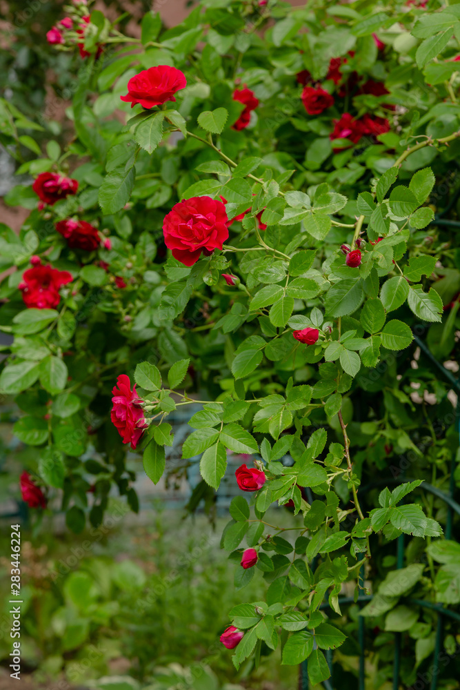 Beautiful red climbing roses in spring in the garden . Red roses in green background. Gardening concept.