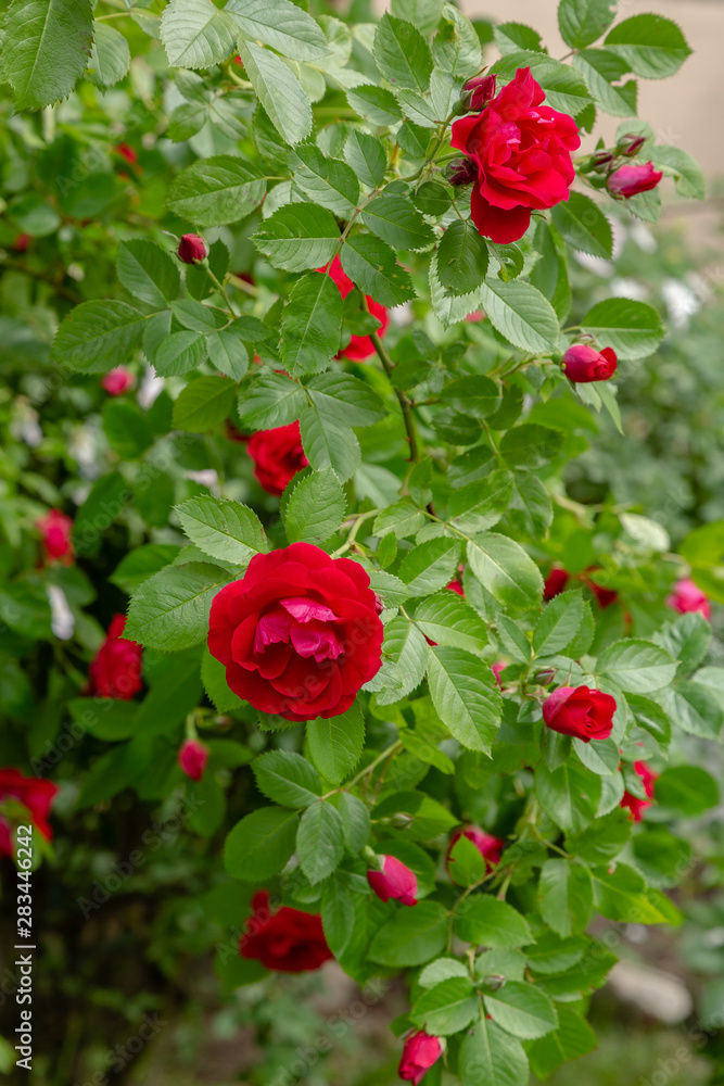 Beautiful red climbing roses in spring in the garden . Red roses in green background. Gardening concept.