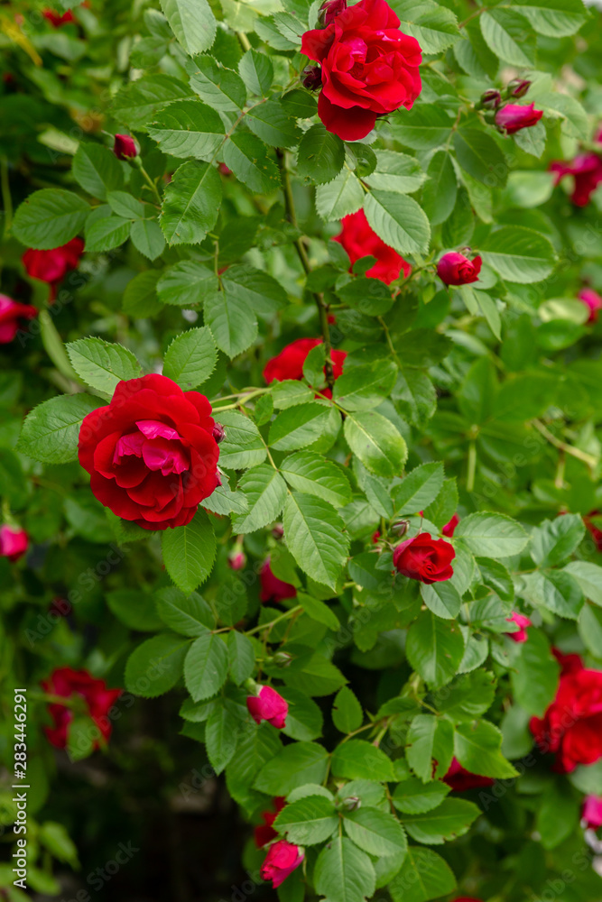 Beautiful red climbing roses in spring in the garden . Red roses in green background. Gardening concept. Beautiful red climbing roses in spring in the garden . Red roses in green background. Gardening concept.