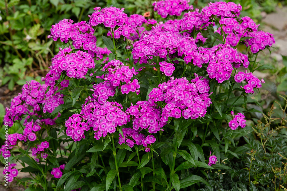 Dianthus barbatus (Sweet William's) in garden. Purple flowers dianthus barbatus in natural background. Dianthus barbatus (Sweet William's) in garden. Purple flowers dianthus barbatus in natural background.