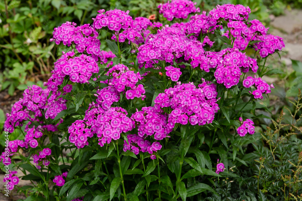 Dianthus barbatus (Sweet William's) in garden. Purple flowers dianthus barbatus in natural background. Dianthus barbatus (Sweet William's) in garden. Purple flowers dianthus barbatus in natural background.