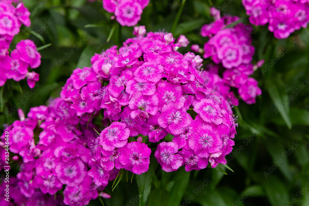 Dianthus barbatus (Sweet William's) in garden. Purple flowers dianthus barbatus in natural background. Dianthus barbatus (Sweet William's) in garden. Purple flowers dianthus barbatus in natural background.