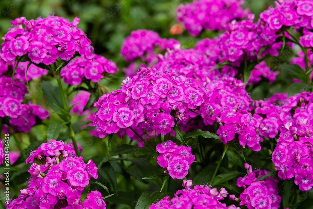 Dianthus barbatus (Sweet William's) in garden. Purple flowers dianthus barbatus in natural background. Dianthus barbatus (Sweet William's) in garden. Purple flowers dianthus barbatus in natural background.