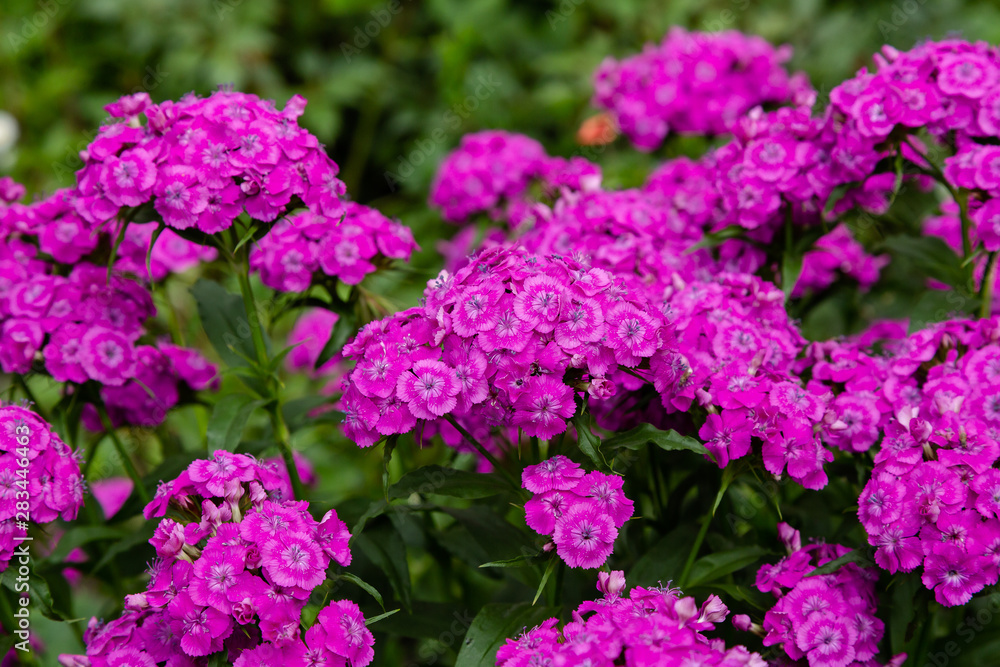 Dianthus barbatus (Sweet William's) in garden. Purple flowers dianthus barbatus in natural background. Dianthus barbatus (Sweet William's) in garden. Purple flowers dianthus barbatus in natural background.