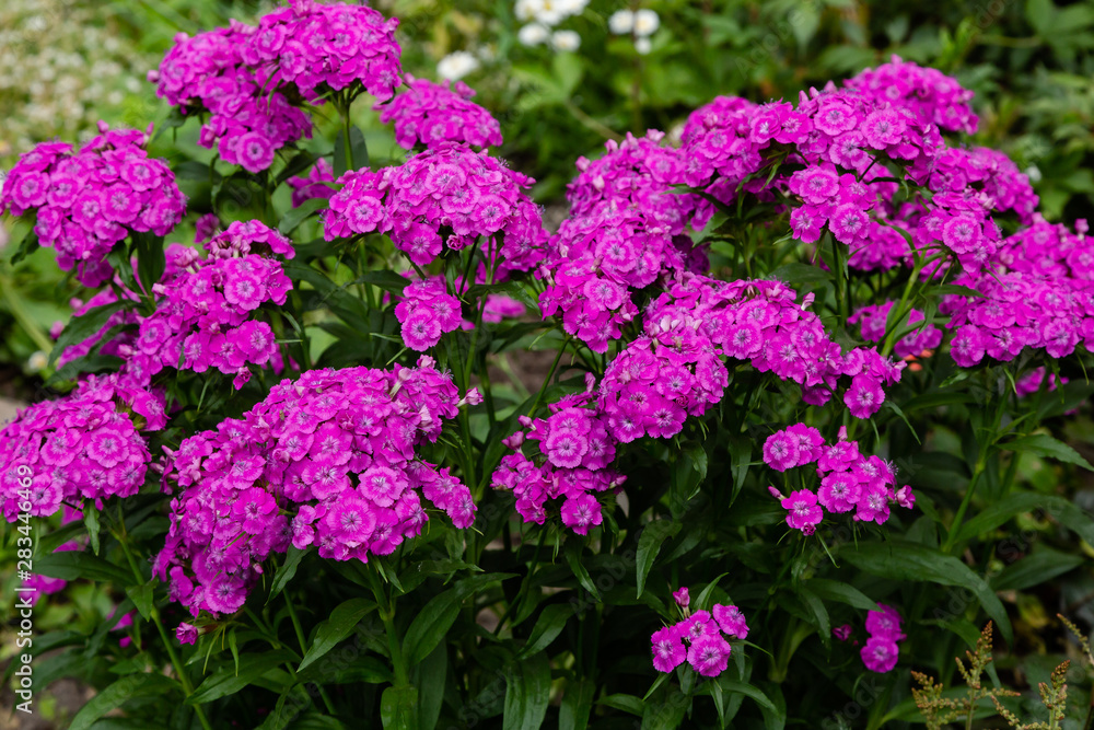 Dianthus barbatus (Sweet William's) in garden. Purple flowers dianthus barbatus in natural background. Dianthus barbatus (Sweet William's) in garden. Purple flowers dianthus barbatus in natural background.