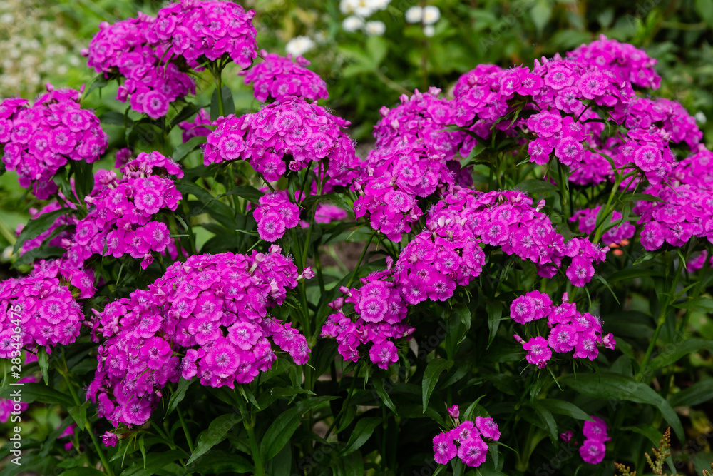 Dianthus barbatus (Sweet William's) in garden. Purple flowers dianthus barbatus in natural background. Dianthus barbatus (Sweet William's) in garden. Purple flowers dianthus barbatus in natural background.